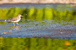 Spotted Sandpiper